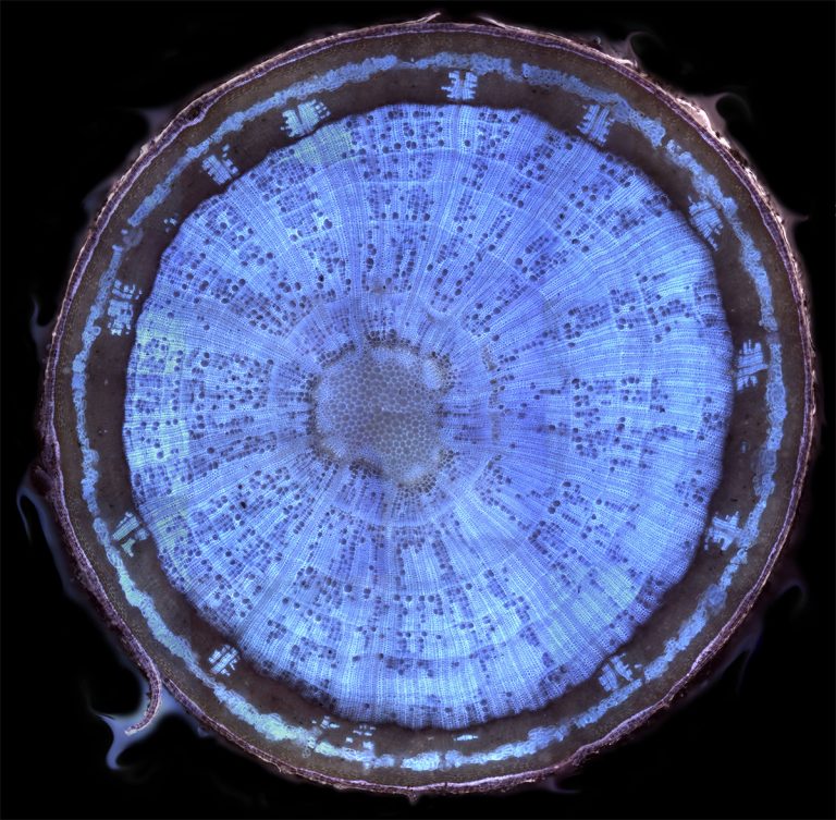 Ilościowa anatomia drewna w badaniach Laboratorium Anatomii Roślin