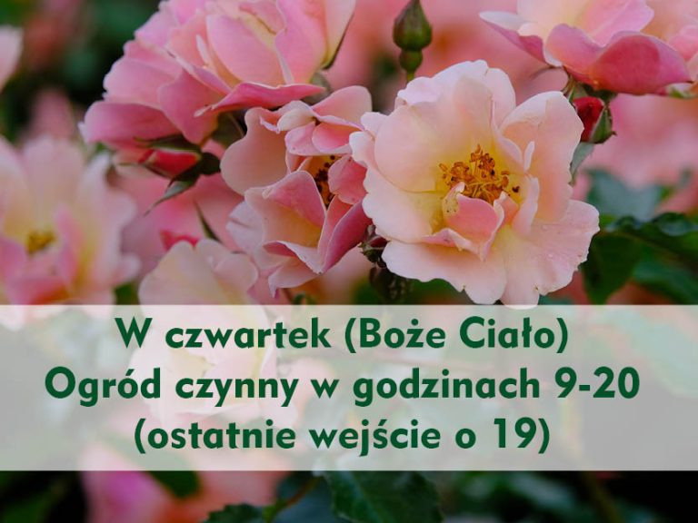 Boże Ciało – godziny otwarcia