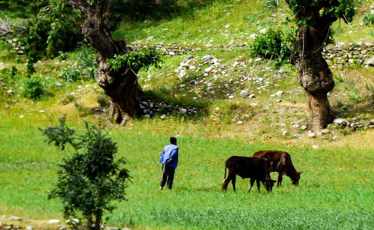 Managing grassland biodiversity through grazing