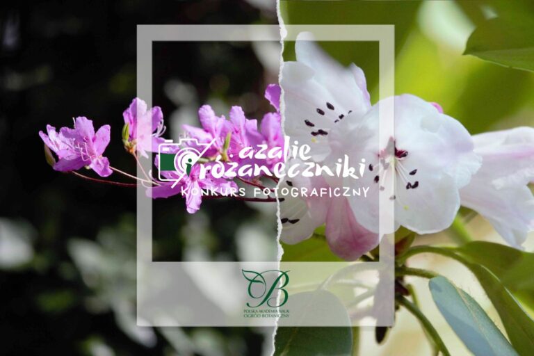 Azalie i różaneczniki – rozstrzygnięcie konkursu fotograficznego
