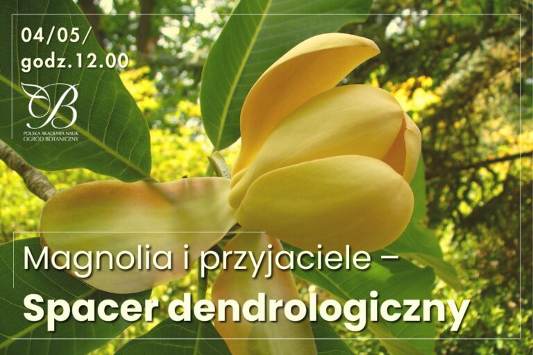 Magnolia and friends - dendrological walk