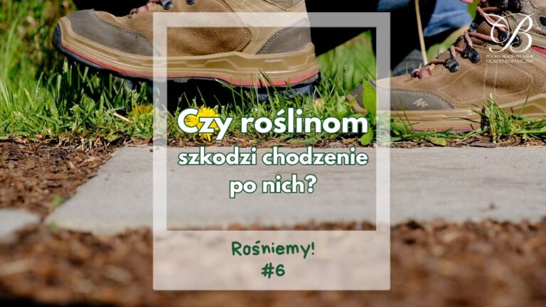Rośniemy! #6 ✿ Czy roślinom szkodzi chodzenie po nich? ✿ Katarzyna Misiak