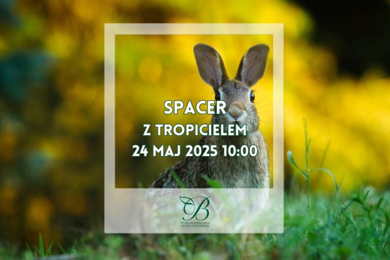 Spacer z tropicielem