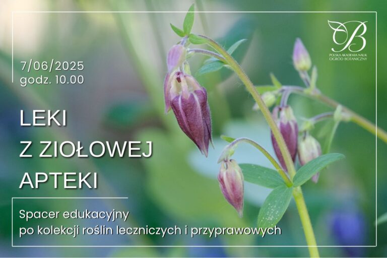 Leki z ziołowej apteki – spacer