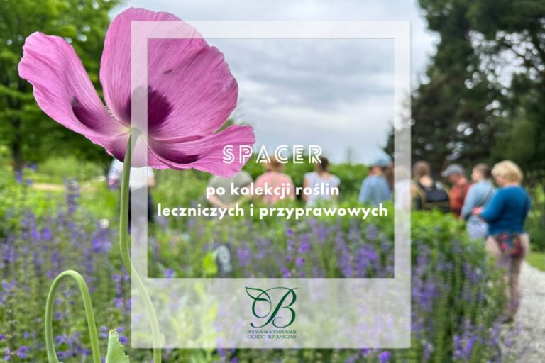 Spacer po kolekcji roślin leczniczych i przyprawowych
