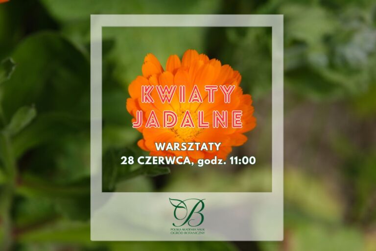 Kwiaty jadalne – warsztaty