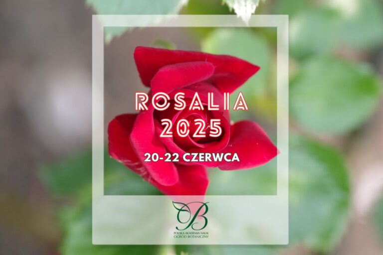 Festiwal różany – Rosalia 2025