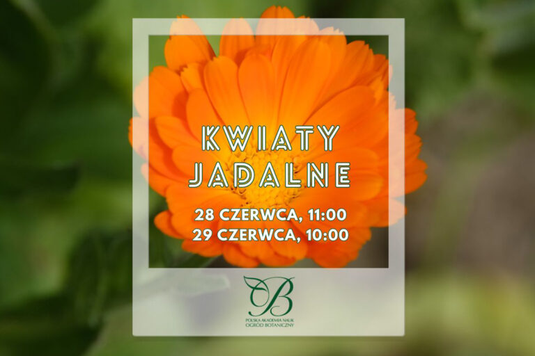 Kwiaty jadalne – warsztaty