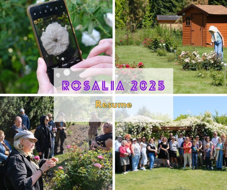 Rosalia 2025 – resume