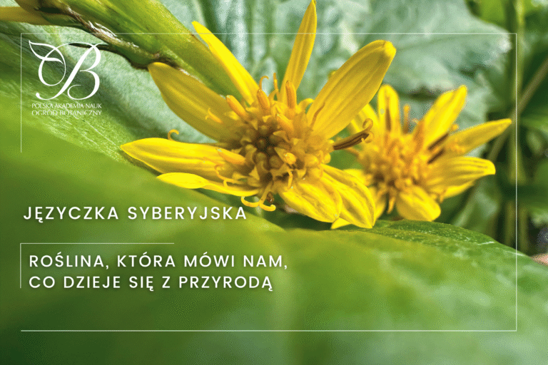 Siberian uvula: a plant that tells us what is happening to nature