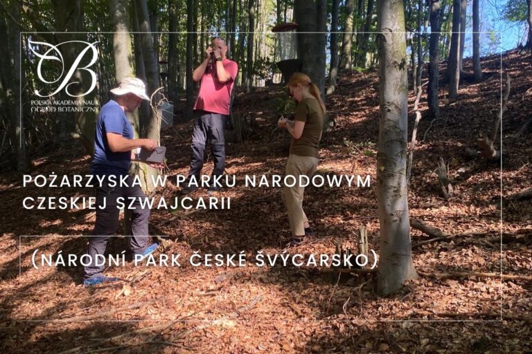 Pożarzyska w Parku Narodowym Czeskiej Szwajcarii (Národní Park České Švýcarsko)