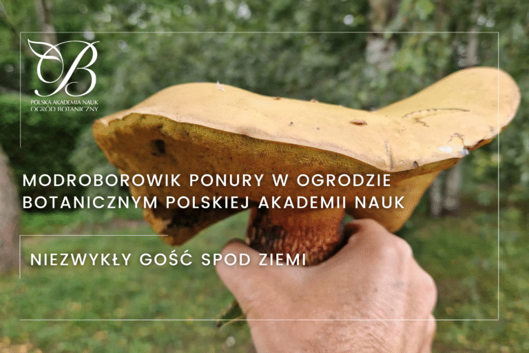 Grim mullein in the Botanical Garden of the Polish Academy of Sciences - an unusual visitor from underground!