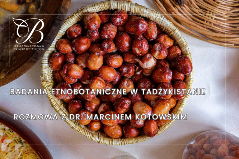 Badania etnobotaniczne w Tadżykistanie – rozmowa z dr. Marcinem Kotowskim